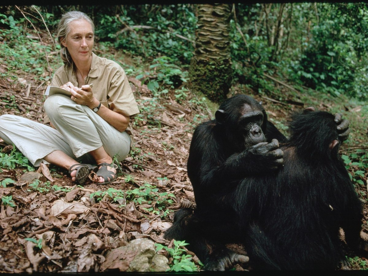 Jane Goodall with chimpanzee