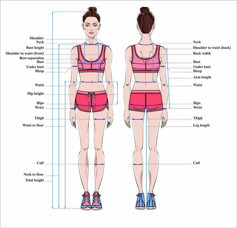 Model shoulder waist hip measurements