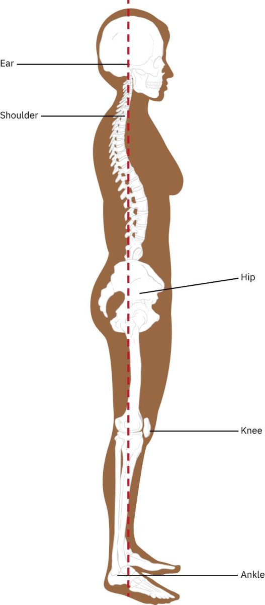 Human spine posture alignment illustration