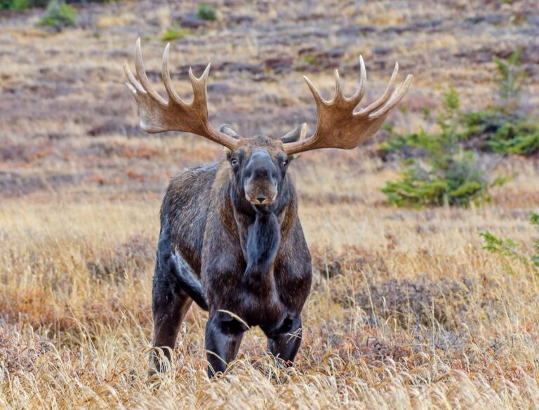 Moose Height Uncovered: Average Sizes and Record Holders