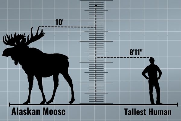 Moose Height Uncovered Average Sizes And Record Holders Heights Of